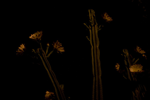 夜のサボテン開花